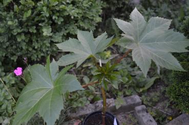 Ricinus "Grün" (Pflanze)